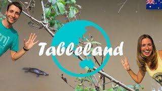 Weltreise Vlog 24 Tableland ∙ Schnabeltiere in freier Wildbahn [upl. by Solraced2]