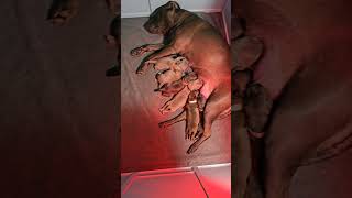 Puppies Week 1 Whelping A New Litter Puppy Whelping apbt fyp Like Subscribe americanbully [upl. by Atinram737]