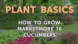 How to Grow Marketmore 76 Cucumbers [upl. by Lindy]