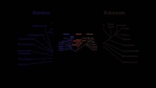 Evolution of Bacteria Archaea and Eukarya [upl. by Egni]