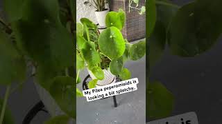 plants houseplants pileapeperomioides gardening plantlover houseplantcare [upl. by Cioban543]