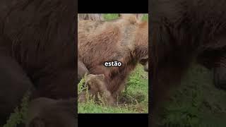 brown bear part 2 animals CURIOSITY fatscurious bears [upl. by Vitoria]