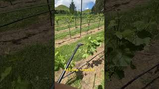 Spring in the vineyard 2 spraying [upl. by Atteiram896]