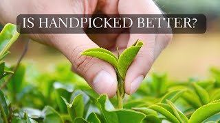 Does Handpick Tea Make a Difference Handpicked Tea vs Regular Green Tea [upl. by Anyela]