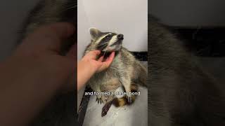 Saving the raccoon changed its fateraccoon shorts animals rescue pet [upl. by Eiuqnimod932]