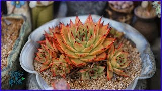 다육이 창 2019년 왕좌에 오를거 같은 분위기 다시 수백원까지 갈까succulent succulents Echeveria garden 多肉植物 [upl. by Enomal]