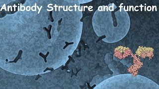 Antibody structure and function [upl. by Vassar623]