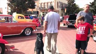 Walking my GSD with no leash through a car show [upl. by Auhsuj]