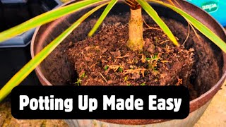 The Simple Method for POTTING UP Larger Plants 🌿🌴🪴 [upl. by Diarmid]