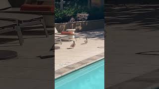 Video Corto y Relajante Para Gatos  Patos  AVES   Entretenimiento para Michi  ¿Le gustó [upl. by Semyaj]