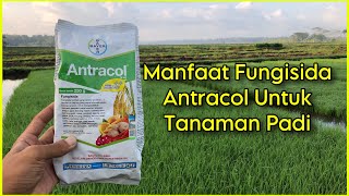 Manfaat Dan Dosis Fungisida Antracol Untuk Tanaman Padi [upl. by Anirod134]