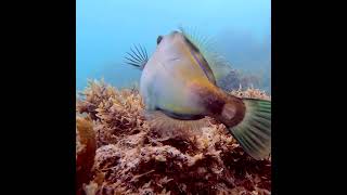 Noarlunga locals [upl. by Wasserman694]