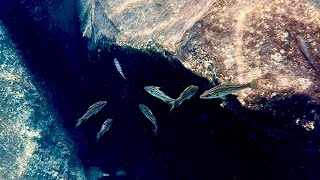 Swimming With Cichlids  Across The Rocks2  Nkondwe Island [upl. by Arevle583]