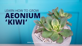 Find out how to care for Aeonium Kiwi [upl. by Judy]