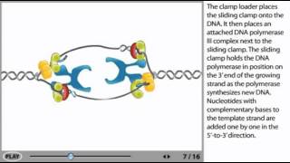 DNA Replication Animation  initiation elongation and termination [upl. by Odnuges857]