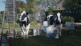 ChickfilA  Cows  Thunderstorm  Coke  15 [upl. by Ecinom]