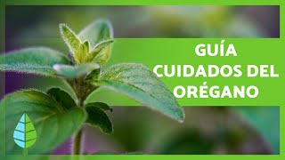 CUIDADOS del ORÉGANO 🌿 ¡Sustrato Riego Abono y más ☀️💦 [upl. by Atreb89]