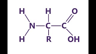 Basic Amino Acid Structure [upl. by Blalock455]