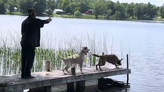 Chesapeake Bay Retriever vs Labrador Retriever [upl. by Milty38]