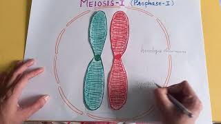 PROPHASE I OF MEIOSIS I  synapsissynaptonemal complexbivalenttetrad chiasmataCELL DIVISION [upl. by Aivlis]