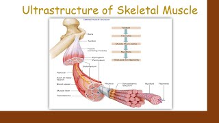 Ultrastructure of skeletal Muscle [upl. by Thorma]