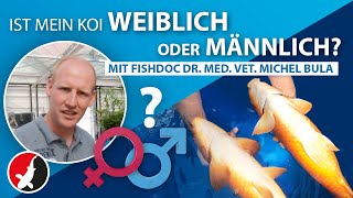 Koi männlich oder weiblich mit fishdoc Dr med vet Michel Bula [upl. by Ameh998]