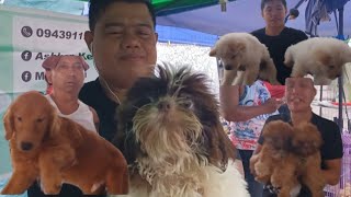 Pets update tayo sa mga sellers sa Grotto Pet Market Bulacan November 17 2024 [upl. by Hoffarth]