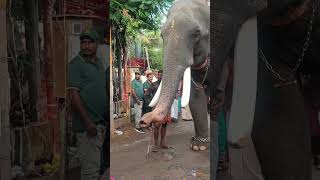 Tusker with long tusksplz subscribe for more videos [upl. by Shamma786]