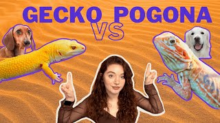 ✅GECKO LEOPARDO VS POGONA ❌🦎 Mi primer reptil CUAL ES MÁS ECONÓMICO pogona gecko [upl. by Fleming]