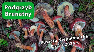 Podgrzyb Brunatny Imleria badia  Puszcza Niepołomicka 06102024 [upl. by Labotsirc]