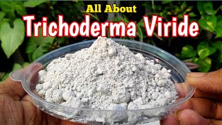 How To Use Trichoderma Viride In Gardening IN HINDI Biofungicide Trichoderma  Mission Gardening [upl. by Euell686]