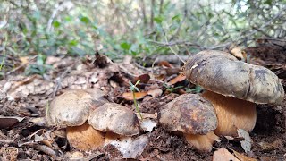 INCREIBLE BROTE DE HONGO BELTZA BOLETUS AEREUS  14 DE SEPTIEMBRE DE 2024 NAVARRA [upl. by Eisej196]