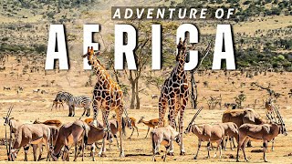 African Adventure Safari Tales from Serengeti National Park Tanzania [upl. by Bo]