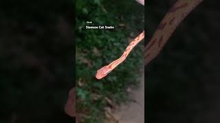 NIGHT WALK to discover snakes at Cat Tien tropical jungle wildlifeshorts wildlife animal [upl. by Nageem]