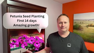 Revealed How to Grow Petunias in Record Time [upl. by Vano]