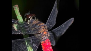 20241018 廣腹蜻蜓排遺 Lyriothemis elegantissimaby PENTAX K3III  HDD FA 150450mm F45F56 DC AW [upl. by Samau319]