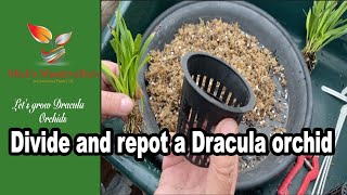 How to Divide amp Repot a Dracula Citrina Orchid 95 Dracula orchid care [upl. by Lizzy]