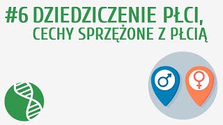 Dziedziczenie płci cechy sprzężone z płcią 6  Genetyka [upl. by Ocirema336]