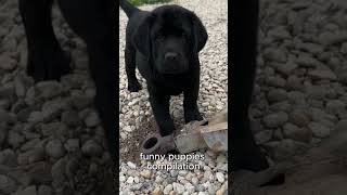 funny labrador puppies funny [upl. by Lamaaj]