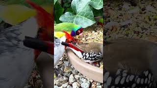 Diamond firetail finch bird aviary [upl. by Arec]