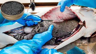 How Beluga Sturgeon is Farmed amp Caviar Extraction is Made  Caviar Farm Insight  How Caviar is Made [upl. by Emaj]