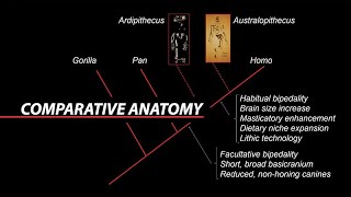 William Kimbel Paleoanthropology and Comparative Anatomy [upl. by Nevlin285]