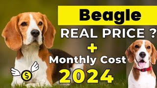 Beagle Dog Price In India 2024  Price of Beagle in india and Monthly Expenses [upl. by Eul536]