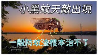 小黑蚊怕什麼研究報告出來了國際論文專刊台灣博碩士論文知識庫綠癌小花蔓澤蘭 [upl. by Ardnoel]