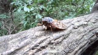 A Japanese cicada warning annoying noise [upl. by Bridge]