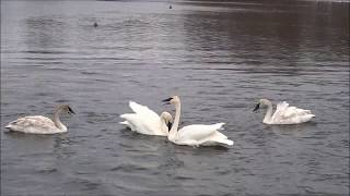 Trumpeter Swans Flying In wMusic [upl. by Assirek927]