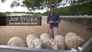 Kelpie Training with Joe Spicer GoGetta Kelpie Stud [upl. by Aihsila]