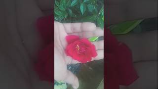 🌹 rose 🌹Sathara91 flowers shortsfeed newzealandtamil [upl. by Merrell]