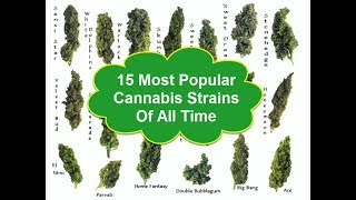 The 15 Most Popular Cannabis Strains Of All Time [upl. by Greenwald]