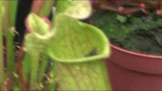 Carnivorous Sarracenia Pitcher plant swallows fly [upl. by Pittel436]